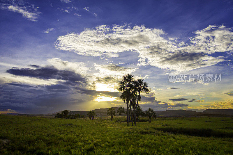 莫里切棕榈树La Gran Sabana via Salto Kae Chirimata